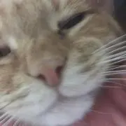 どてんの画像
