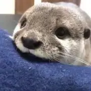 みゃうみゃうの画像