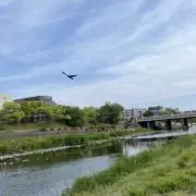 GOMAの画像