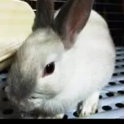 rabbit