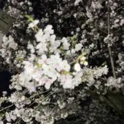 パルキアの画像