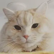 moerrari