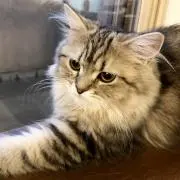 リッツ
