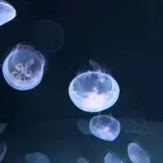 9z