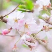 ほたるの画像