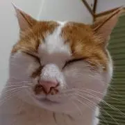 スミカの画像
