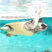 aloaloの画像