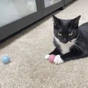 KJSの画像