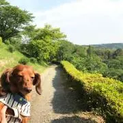 もかぶたの画像