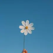 りさの画像