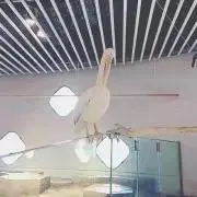 @の画像