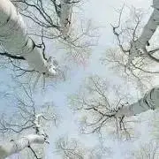 のの