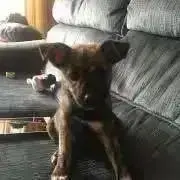 ʕ•ᴥ•ʔ