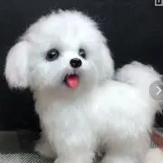 シュウの画像