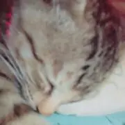 ゆうに