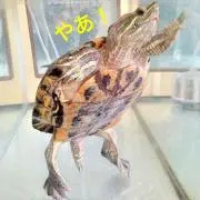 ふにふにかめゆき