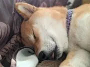 みっとん