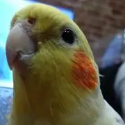 inumameの画像