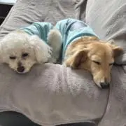 ココロの画像