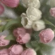 さみの画像
