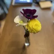 富士瘤クラフト デザートアイアンウッド瘤 シャープペンシル0.5