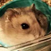 ぱんぷきんの画像