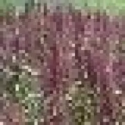 NVN_