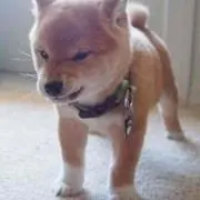 ずー