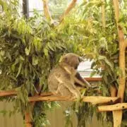 pecoの画像