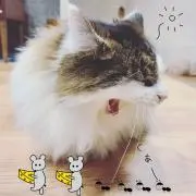 トロ子の画像