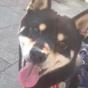 ぽんの画像