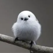kmkの画像