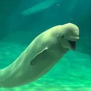 なるの画像