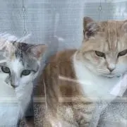 プロフ説明文必読