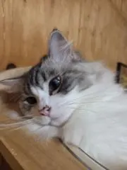 くしゃの画像