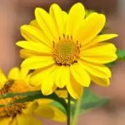 三代目 加藤渓山 黄牙磁 花生け - メルカリ