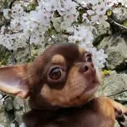マハロ☆マミーの画像