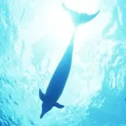 ドルチェ