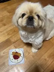 たろんの画像