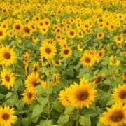 花子※必ずプロフィール見てください※