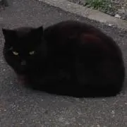 NyaOの画像