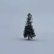 はなみの画像