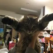 マコ