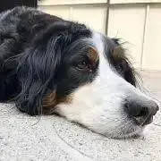 バロン64の画像