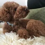 はるもこの画像