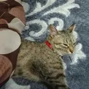 (´・ω・`)