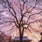 神楽の画像