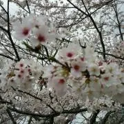 さえの画像