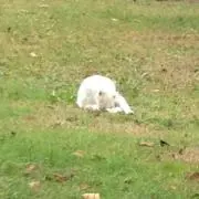 gazelleの画像