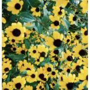 panzamustの画像